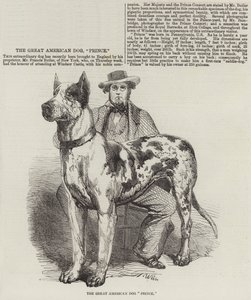 El Gran Perro Americano Príncipe